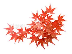 Cluster of beautiful Japanese maple acer isolated on white