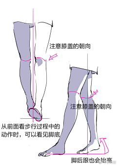 Primula-樱草采集到整体教程