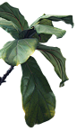 绿色植物透明免抠素材