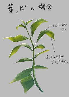 火锅浅析采集到速写——花草树木