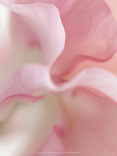 阿萱axuan采集到素材-植物、水果