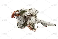 白桦树皮白色孤立背景上