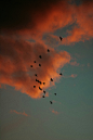 flock of birds flying under blue sky during daytime