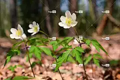 春天 花 自然 花壁纸 植物 关闭 荒野 美丽的花朵 木海葵