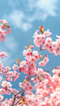 花瓣素材_植物通用实景樱花天空仰拍场景背景图片素材_193429502