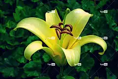 百合 花 花卉背景 花瓣 花壁纸 美丽的花朵 盛开 植物 自然