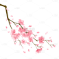 手绘-水彩花卉植物贴纸6