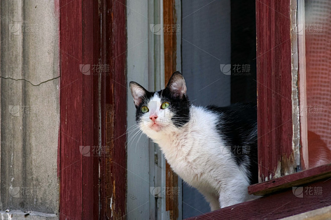 黑白相间的猫坐在开着的窗户上