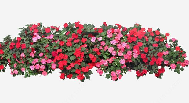 红色矮牵牛花丛png免抠素材_新图网 h...