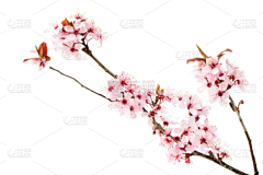 珊川采集到花枝