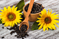 Sunflowers and bowl with sunflower seeds by Elizaveta Tkach on 500px
