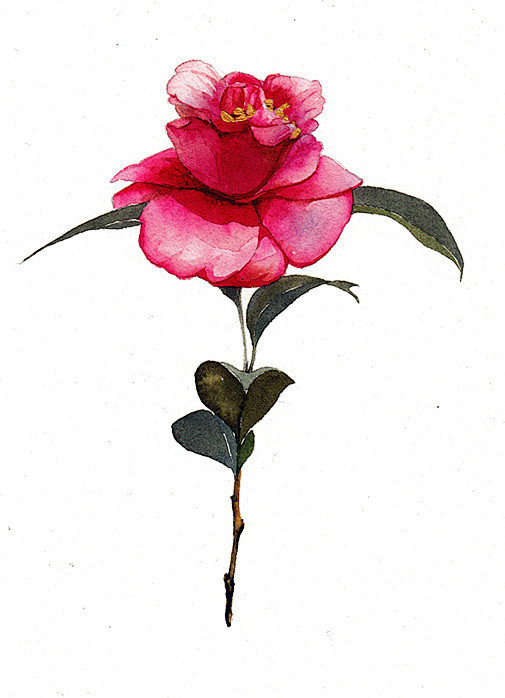 茶花-小太阳阿昕_水彩 _涂鸦王国插画