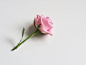 Photo of Pink Rose on White Surface