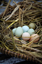 山仓林食林下散养“初生蛋”。初生蛋又叫开窝蛋，是小母鸡在开产前30－60天内所产的第一窝蛋，个头小，营养价值较常见鸡蛋高，俗称“聪明鸡蛋”，特别适合正在长身体的孩子们，孕育宝宝的准妈妈，哺乳期妈妈和需要增强体质的老人。初生蛋的最佳吃法是白水带壳煮鸡蛋，趁热吃，宝宝、小孩尤其爱。 ​​​​