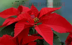 高清2010年10月花卉宽月历壁纸桌面壁纸1