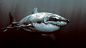 General —— animals sharks Great White Shark