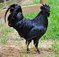 一只雄性金属鸡（Ayam Cemani），它是印度尼西亚的稀有鸡品种