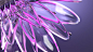 flower duah Ghana Style Frame motion design colour color life
