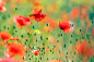 Roeselien Raimond在 500px 上的照片Poppy Party