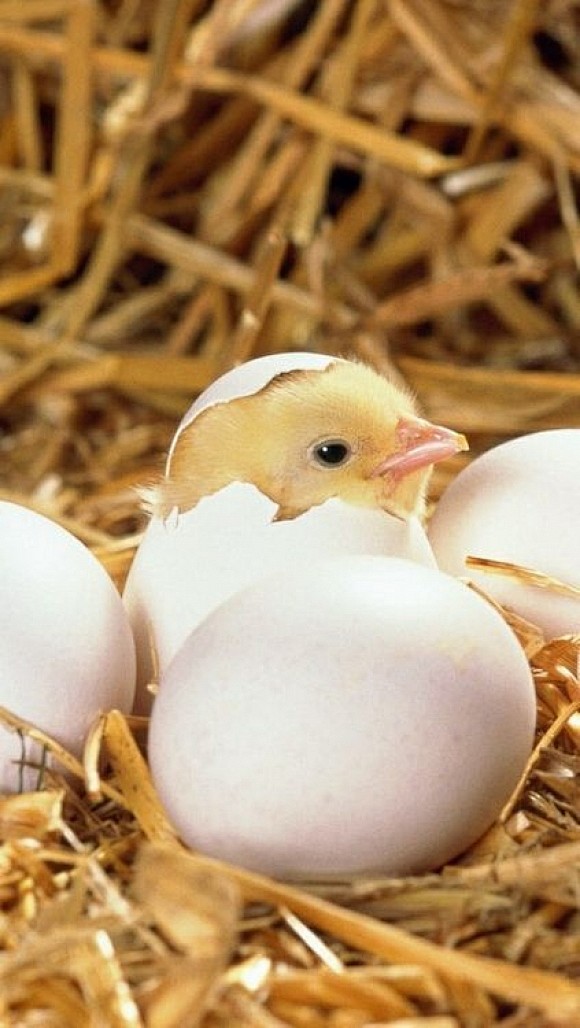A Chicks | Cutest Pa...