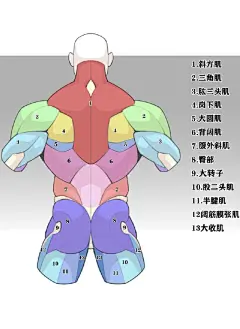 背部肌肉图片大全-背部肌肉高清好看的图片--花瓣林子里的靓鸟的画板