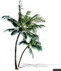 高清椰子树沙滩海边模板免扣png