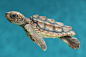 Did you know that, with the help of US Airways, we&#;8217ve been shuttling endangered loggerhead turtles back and forth from the North Carolina Aquarium at Pine Knoll Shores? After being reared here on exhibit, they wing it back east, where they&#