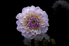 花, 花艺设计, 花卉背景, 花店, 花艺, 大丽花, 鲜花美图, 特写, 自然