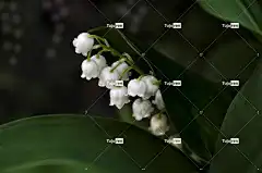 百合花的山谷 花壁纸 美丽的花朵 花 白色的 绿色 花卉背景 自然