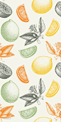 手绘素描柑橘类水果矢量无缝纹理 (4)