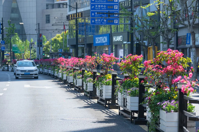 南京西路、西藏南路等道路花箱采用三角梅搭...
