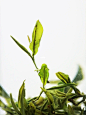 观茶舞｜静物摄影