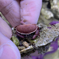 面包蟹 海水鱼观赏鱼小丑鱼活体珊瑚-淘宝网