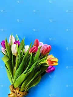 郁金香蓝背景喜庆祝福语五彩缤纷节日花束情人节快乐情人节快乐生日贺卡