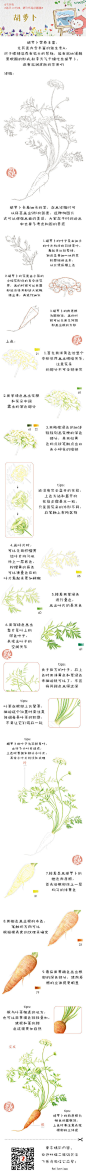 每天10分钟,跟飞乐鸟学画画-胡萝卜.做手账素材也不错哦.出自-飞乐鸟.