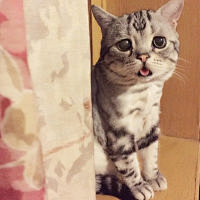 猫咪