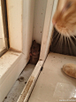 刚才这只老鼠逃跑了，目前躲在我家衣柜后面【救命 这老鼠萌的不科学