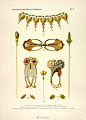1900年代法国新艺术运动先驱 Paul Follot的珠宝首饰设计图鉴。
#珠宝手绘# ​​​​