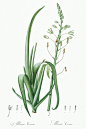 植物八