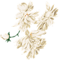 牡丹2