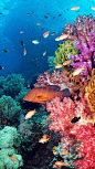 coral, fish, and ocean image