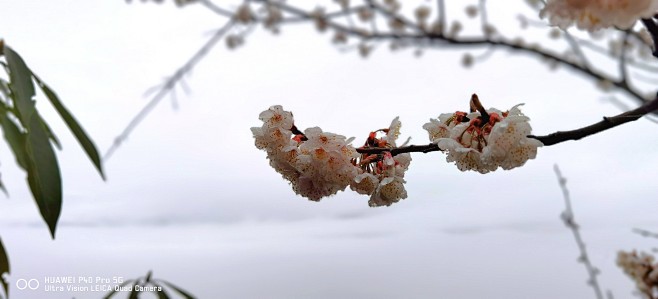 雨后樱花与云海