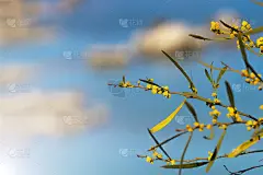 黄色的含羞草花在地中海海滩的背景。夏日海景。清水纹理。鸟瞰图，阳光普照海面。自然的壁纸。