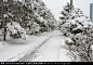 雪松 雪景 冬季 白雪 树木植物 银装素裹 道路