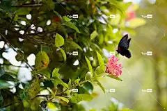 丛林天竺葵 蝴蝶 授粉 花园 花朵 花壁纸 树林的火焰 丛林火焰