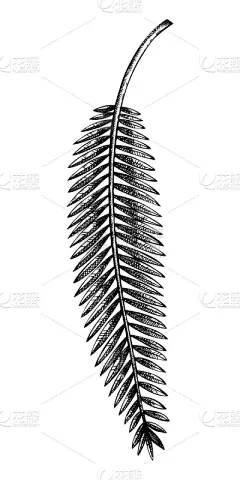 矢量,棕榈叶,绘画插图,背景分离,热带气候,复古风格,枝繁叶茂,枣椰子,植物,雨林