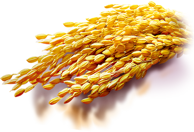 小麦高粱PNG