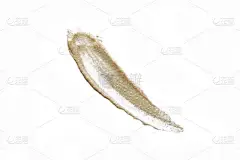 弥补下背景闪光脑卒中遮瑕膏