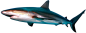 鲨鱼PNG