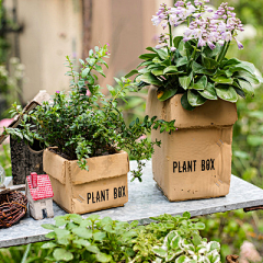 ValkyrieLS采集到Wish List - plants